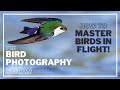 Master BIRDS in FLIGHT Photography! SETTINGS for SUCCESS! Image Stabilisation ON or OFF?