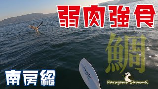 【カヤック】深場の魚は海底に戻れない！でも初の鯛は嬉しい！【鯛】