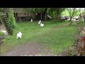 Young silkies. Japans Zijdehoen