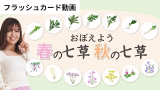 【幼児教育フラッシュカード】「七草」理科植物