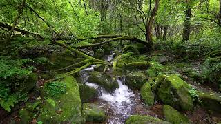 平和な森の交響曲 - 鳥が歌って穏やかに流れる小川