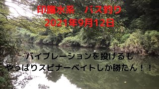 印旛水系　バス釣り　バイブレーションを投げるもやっぱりスピナーベイトしか勝たん！！