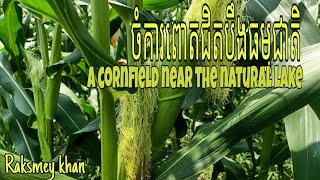 ចំការពោតនិងទេសភាពបឹងCornfields and lake views