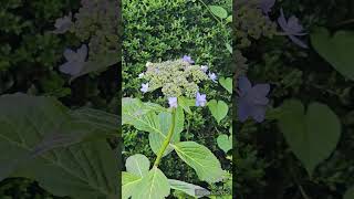 アジサイの花「城ヶ崎」／IACECAP HYDRANGEA \