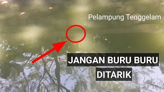 Cara memastikan umpan sudah dimakan ikan dari gerak pelampung