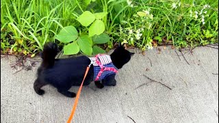 梅雨の晴れ間に早朝お散歩を楽しむ可愛い猫♪ A cute cat taking a pleasant walk in the morning after rain