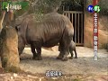 【生生不息 動物園有喜】華視新聞雜誌 2013.08.12