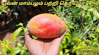 மியாசாகி மாம்பழ சொந்தகார மாம்பழமா இது #யுவன் மாம்பழம் #Yuwen mango Cultivation #Yu Wen Mango History