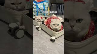 我的行李箱很奇怪，只要一打开就会长出小猫🐱猪咪 过年留守的猫咪 银渐层