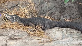 寝顔がかわいい♪ニシアフリカコビトワニ【‎2024年‎7月12日】【上野動物園】