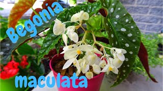 Le Begonia maculata