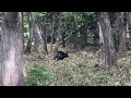 hokkaido brown bear shiretoko peninsula