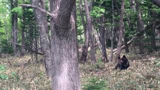 Hokkaido Brown Bear, Shiretoko Peninsula