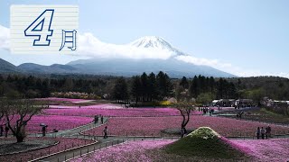 【4月下旬】「富士芝桜まつり」に行ったついでに「富士五湖巡り」をしてきた時のフォトツーリング