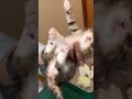 動物病院で子猫の排泄の仕方を教えてもらいました。 shorts 子猫