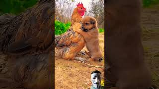 Friendship - puppy and chicken . A beautiful moment #191 - #shorts #wow