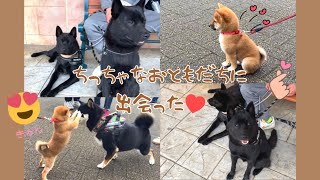 【甲斐犬】とってもちっちゃな柴犬ちゃんに出会った🥹💘