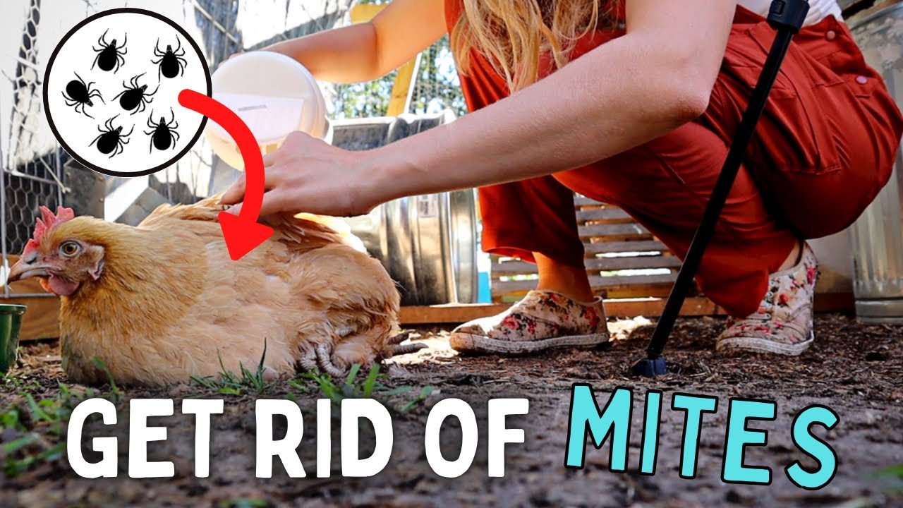 How To Get Rid Of Chicken Mites Fast And Stop Their Return, 44% OFF