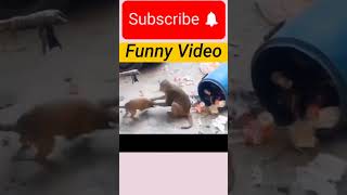 Monkey and dogs funny videos #animals #viralvideo #internetmeme #animals