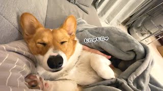 赤ちゃんみたいに腕の中で眠るコーギーが可愛くてしんどい