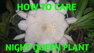 How to Care Queen of the Night, (নাইট কুইন, নিশিপদ্দ্ম গাছের পরিচর্যা)