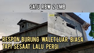 PENYEBAB RESPON BURUNG WALET LUAR BIASA TAPI SESAAT LALU PERGI