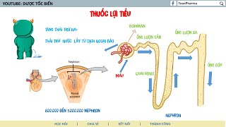 Dược Lý Các Thuốc Lợi Niệu, Thuốc Lợi Tiểu - Dược Tốc Biến