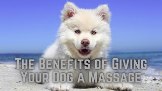 The Benefits of Giving Your Dog a Massage: Relaxing Their Muscles and Soothing Their Minds