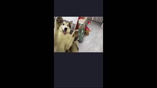 🐶🐶🐶想知道養阿拉斯加犬是什麼樣的體驗？来看我們家洛洛直播吧🥰