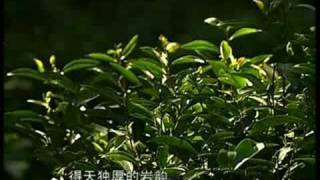 岩骨花香武夷茶2