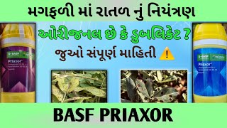 મગફળી માં રાતળ - ગેરુ નું નિયંત્રણ | BASF PRIAXOR Fagicide | BASF FAGICIDE | BASF PRIAXOR | Mugfali