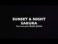 osaka sakura 大阪夜桜タイムラプス