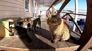 雪の積もった外でも野良猫は頑張って生きてます