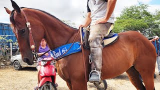 CAVALO É TROCADO NUM CACHORRO EM CACHOEIRINHA-PE  21-11-2024 #nordeste