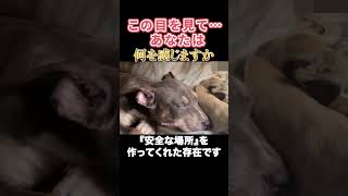 助けて… 捨てられた子犬の叫び