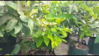 Tabulampot Jambu Green Giant (Buto Ijo)