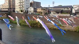 青空が広がるこどもの日に、鹿児島市を流れる甲突川を元気に泳ぐ鯉のぼり♫