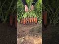 Fresh carrot harvesting process