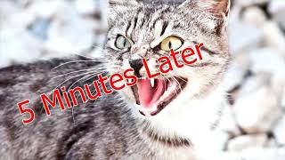 (ORIGINAL) Uncut Cat Attack!! - 1082494