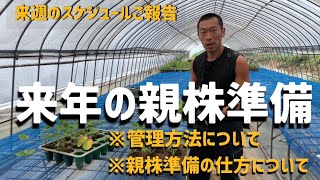 【いちご栽培 いちご農家】来年の親株準備と来週のスケジュールご報告