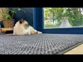 バーマン猫ウリとラフ【会いに来たんですけど】i came to see you（バーマン猫）birman cat