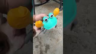 Introduced Robot Crab Toy to My Dogs