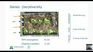 BEJO | Organic - presentation about (dis)advantages of strip cropping