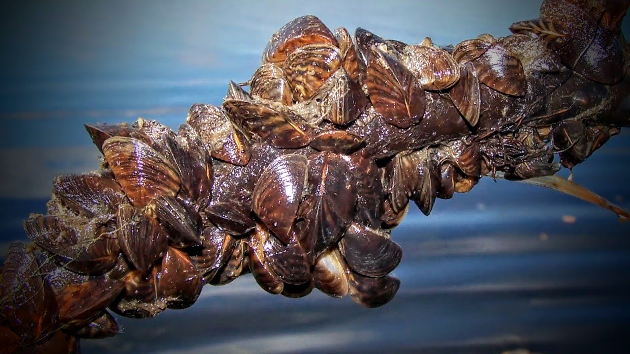 The Hidden Devastations Caused By Zebra Mussels - YouTube