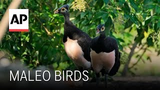 Indonesian maleo birds are threaten by poaching and development