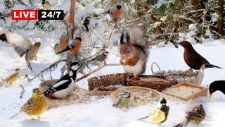 🔴24/7 CAT TV  NO ADS😺 Cheerful Birds and Cute Squirrels on a Sunny Winter Day (4K)