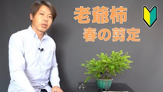 老爺柿 の剪定 [盆栽・初心者]