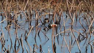 ハシビロガモ　Northern Shoveler