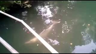 Dolphin at Kerala River