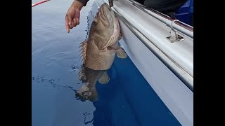 13-4-24出80海浬釣獲大泥班